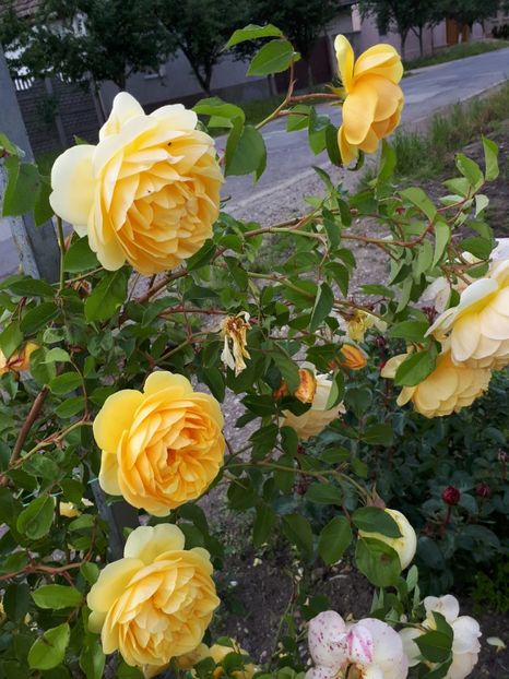  - De prin grădină!