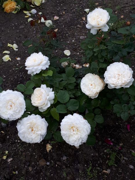  - De prin grădină!