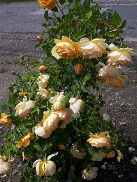  - De prin grădină!