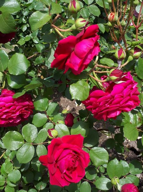  - De prin grădină!