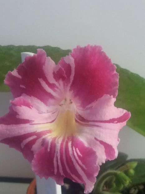  - Bristol s Spectacular