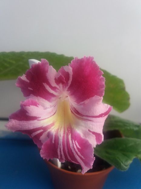  - Bristol s Spectacular