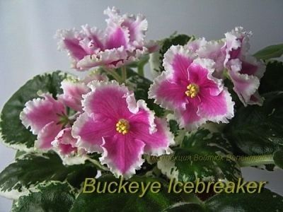 Buckeye IceBreaker - Buckeye IceBreaker