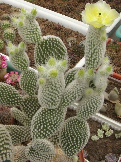 5b23304518ba1f631d430b6629941674 - Îmi doresc