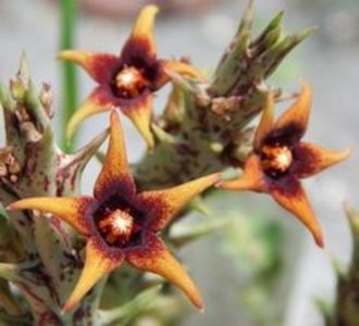 45016fe37d08cec9cb7ee20b3ac004e6--exotic-plants-air-plants - Îmi doresc