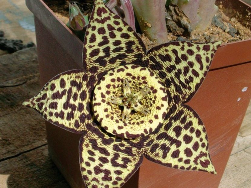 orbea-variegata_carmen-begley-640x480 - Îmi doresc