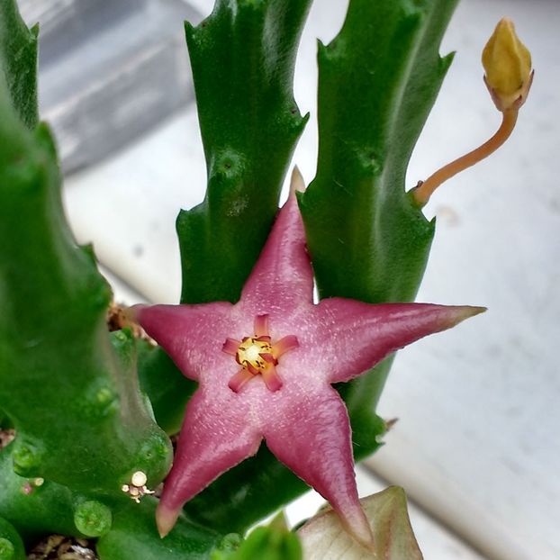 stapelia-divaricata - Îmi doresc
