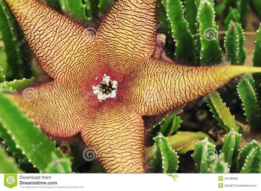 stapelia-grandiflora-26745848 - Îmi doresc