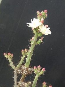 a0117896a2446fb4b5e805f1d0907216--cacti-flora - Îmi doresc