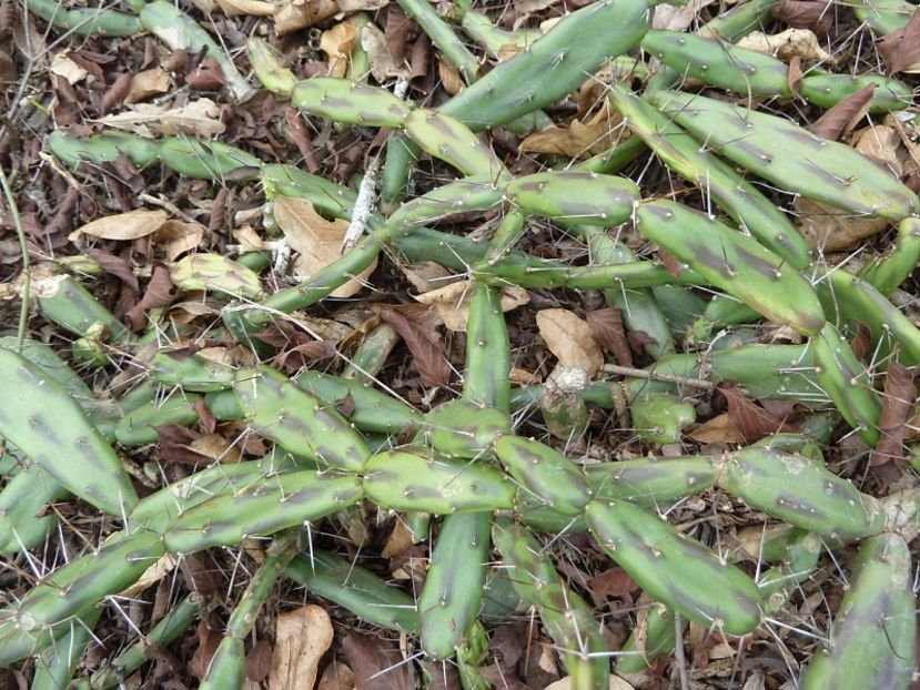 b_34-1120098 - Îmi doresc