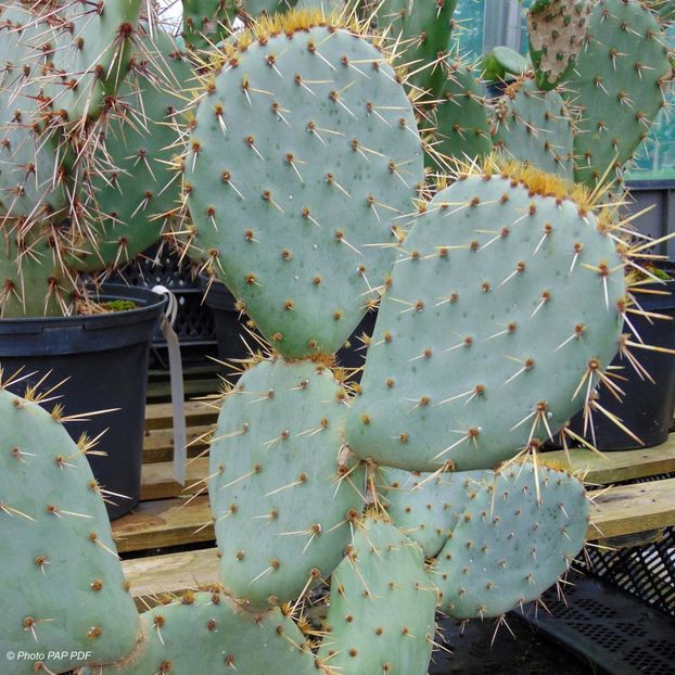 Opuntia-engelmannii-Rastrera-83405-1 - Îmi doresc