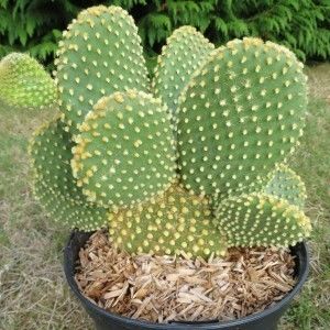 opuntia-microdasys - Îmi doresc