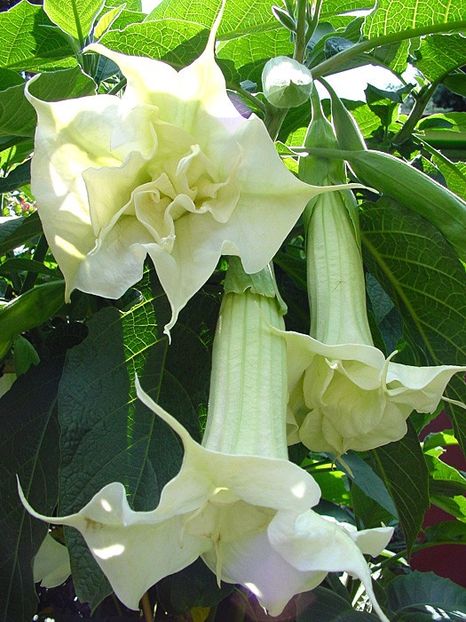 doppeltes_lottchen_d - Îmi doresc