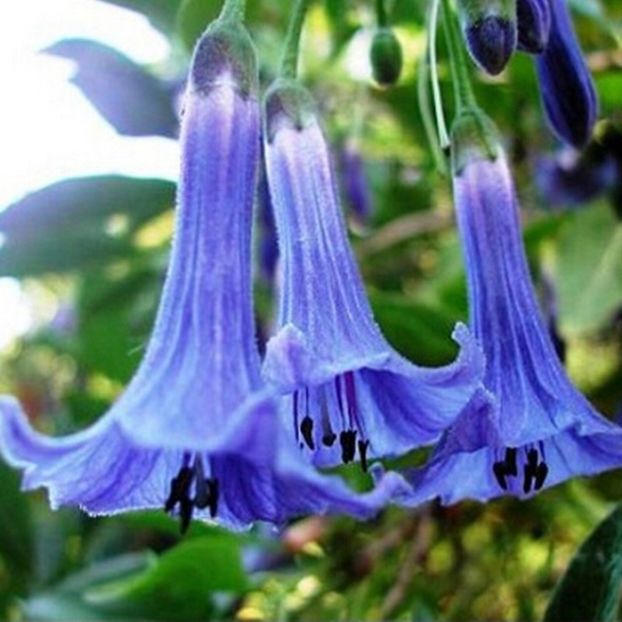 Mix-kolorów-datura-nasiona-kwiatów-karzeł-brugmansia-suaveolens-flamenco-anioła-trąbki-bonsai-nasion - Îmi doresc