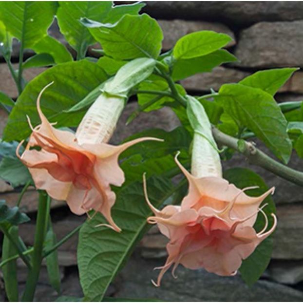 r9300-4-_brugmansia_hybrid_-_angels_trumpet_-_tickled_pink-sm - Îmi doresc