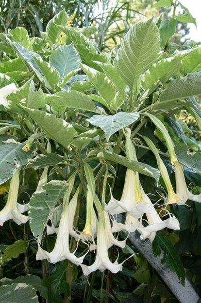 Brugmansia-Sunset.i-4199.s-60998.r-1_d1707073-17d0-464e-b0c8-1fcc9e102846_1024x1024 - Îmi doresc