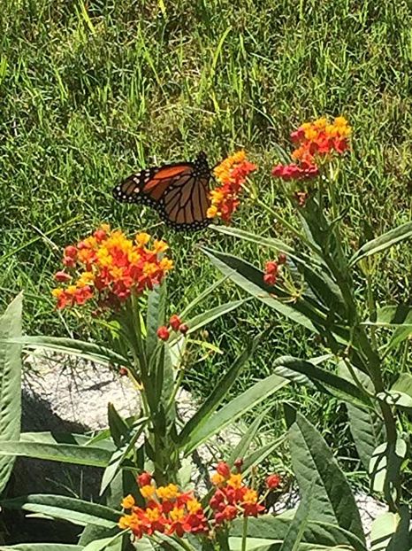 91cr9I+ZMjL._SY679_ - Îmi doresc