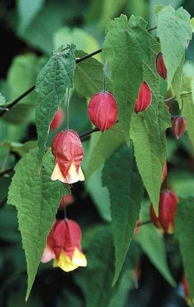 Abutilon-megapotamicum.i-4317.s-20145.r-1_913dd6bd-3c26-45a5-95b1-5d4a0a0ead67_1024x1024 - Îmi doresc