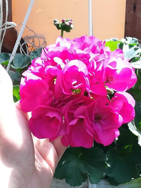 received_486189538867889 - Muscate 2019