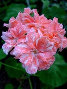 911c125f73ac377b4746db3d74feb69a--exotic-flowers-amazing-flowers - Muscate pe care mi le doresc