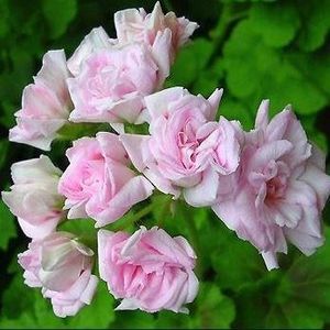 pelargonium-millfield-rose - Muscate pe care mi le doresc