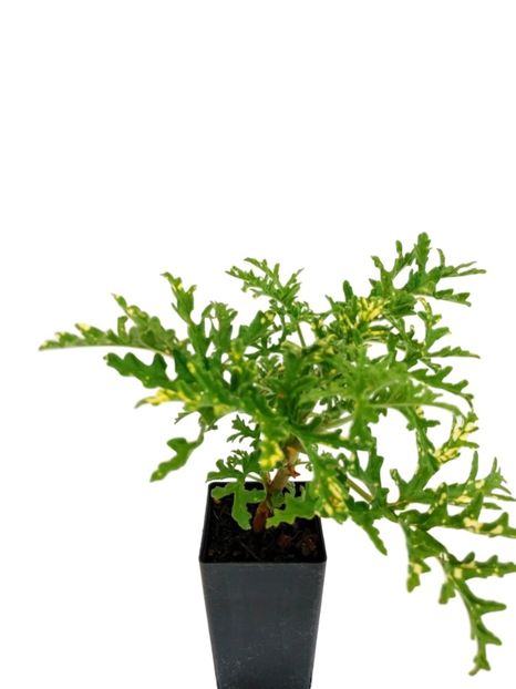 scented-geranium-variegated_clipped_rev_1 - Muscate pe care mi le doresc