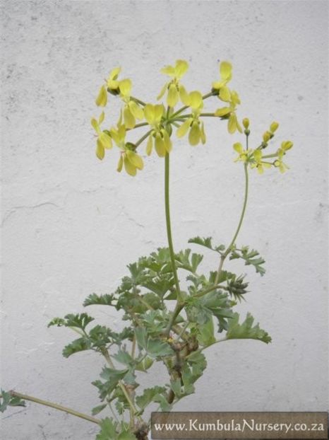 pelargonium_gibbosum_fl_fol - Muscate pe care mi le doresc