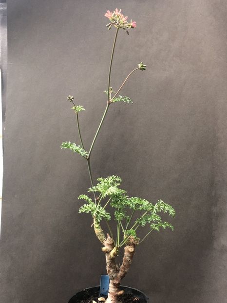 p-gibbosum-x-anethifolium-1.-Credit-Arjan-de-Graaf - Muscate pe care mi le doresc