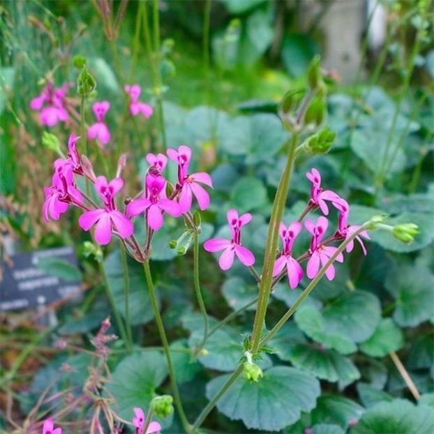 Pelargonium-Reniforme - Muscate pe care mi le doresc