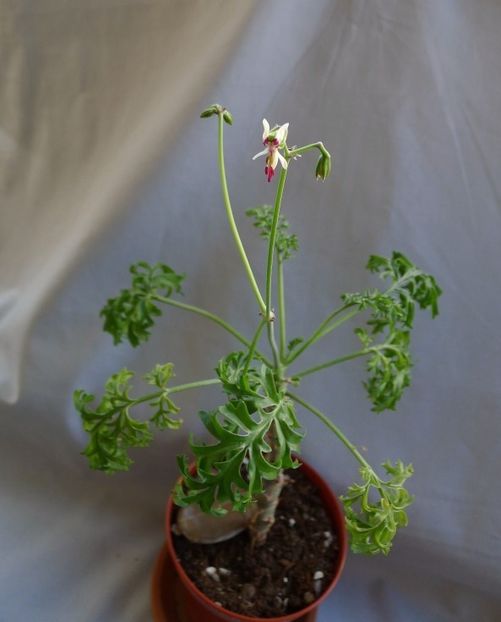 p_laxum5 - Muscate pe care mi le doresc