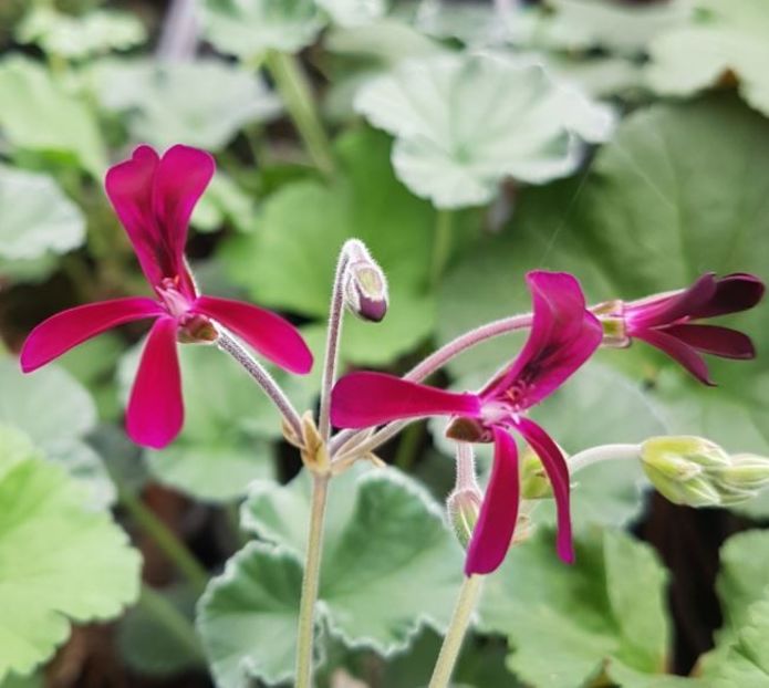 pelargonium-sidoides - Muscate pe care mi le doresc