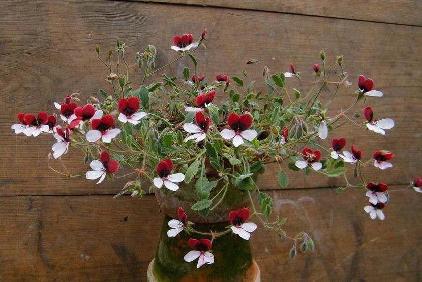 8893997261_b43b969e9f_b - Muscate pe care mi le doresc