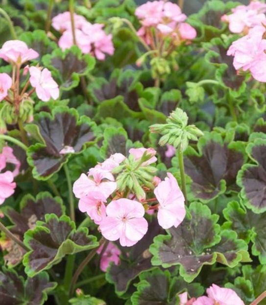 PL121020Optimized - Muscate pe care mi le doresc