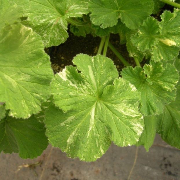 h-ger-scented-var-hf - Muscate pe care mi le doresc