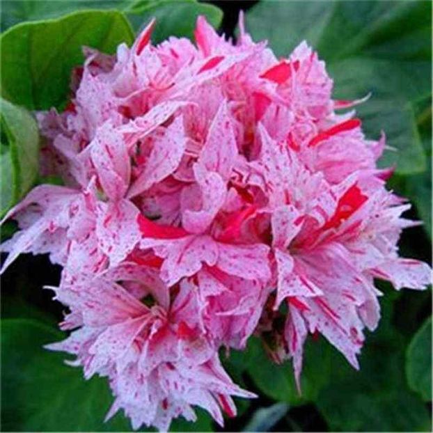 HTB10tlmKh1YBuNjy1zcq6zNcXXas.jpg_q50 - Muscate pe care mi le doresc