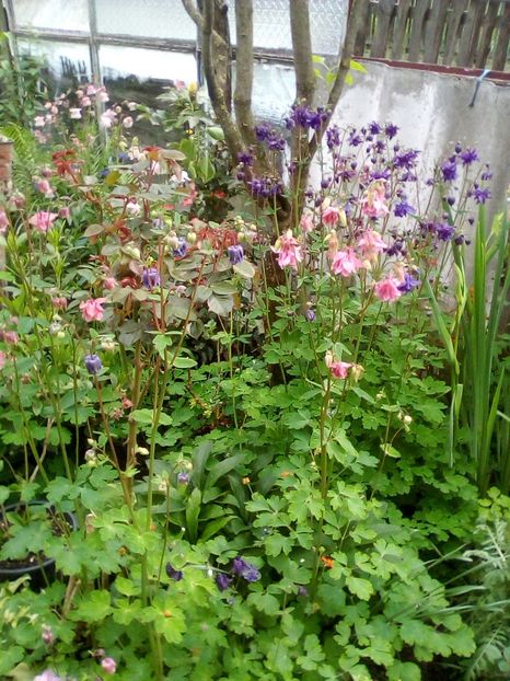  - Aquilegia-Caldaruse 2019