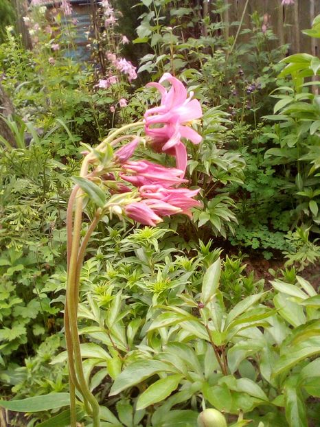  - Aquilegia-Caldaruse 2019