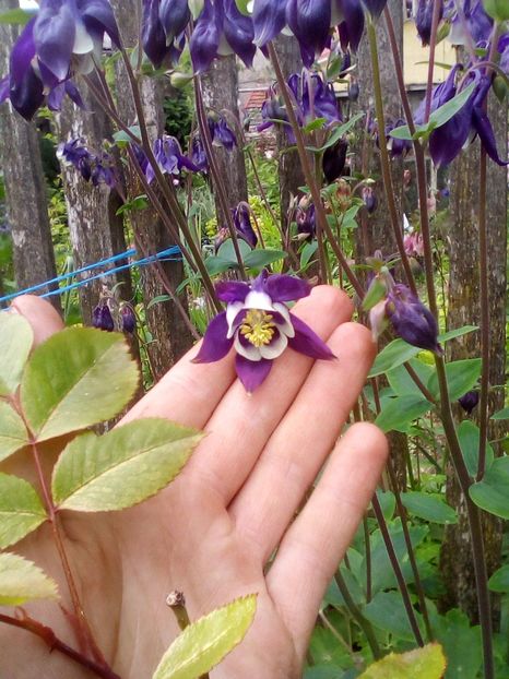  - Aquilegia-Caldaruse 2019