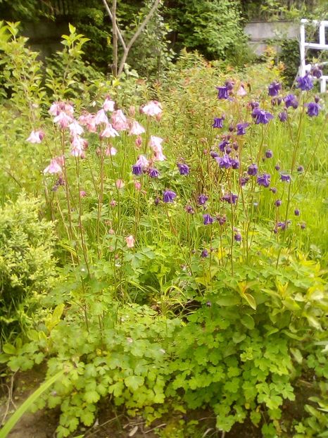  - Aquilegia-Caldaruse 2019