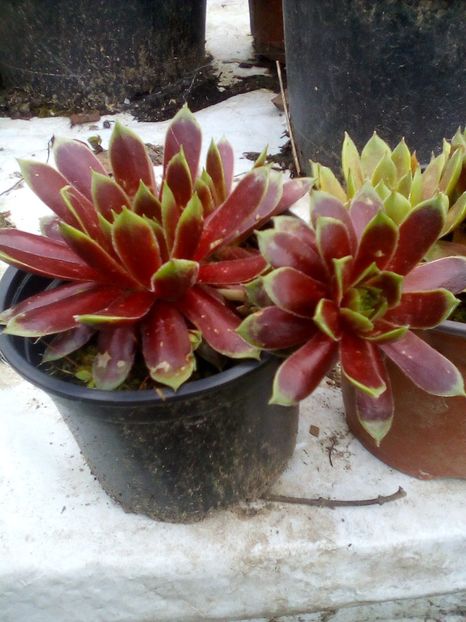  - Sempervivum 2019