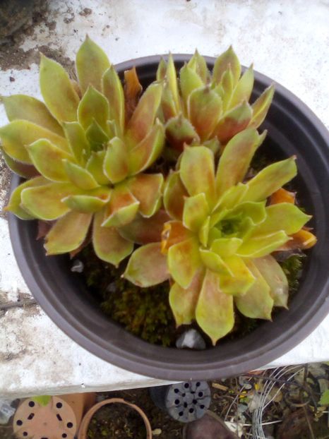  - Sempervivum 2019