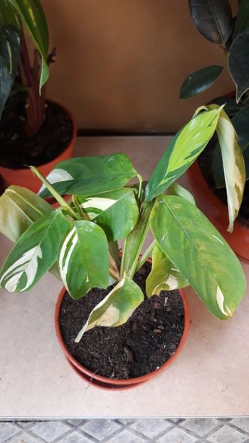  - Colectie Maranta Calathea