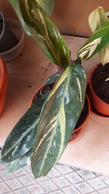  - Colectie Maranta Calathea