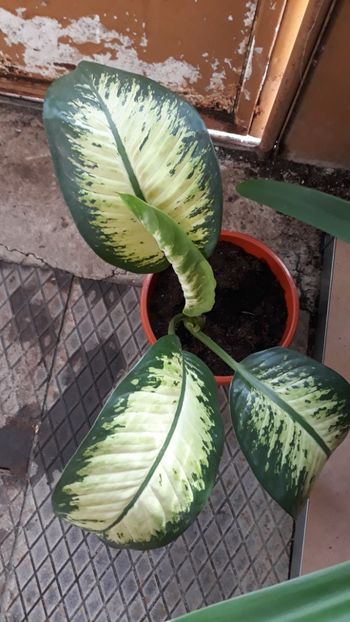  - Plantutele mele