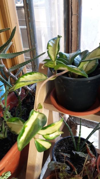  - Plantutele mele