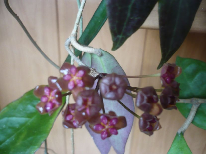 24.05.2019 - HOYA 2019