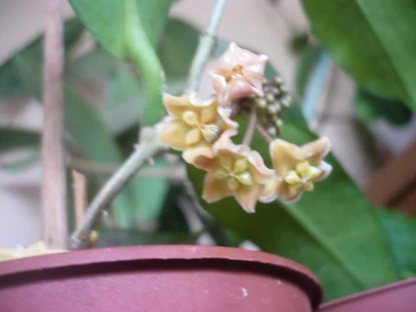 P1410482 - HOYA 2019