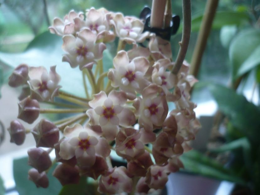 P1410485 - HOYA 2019