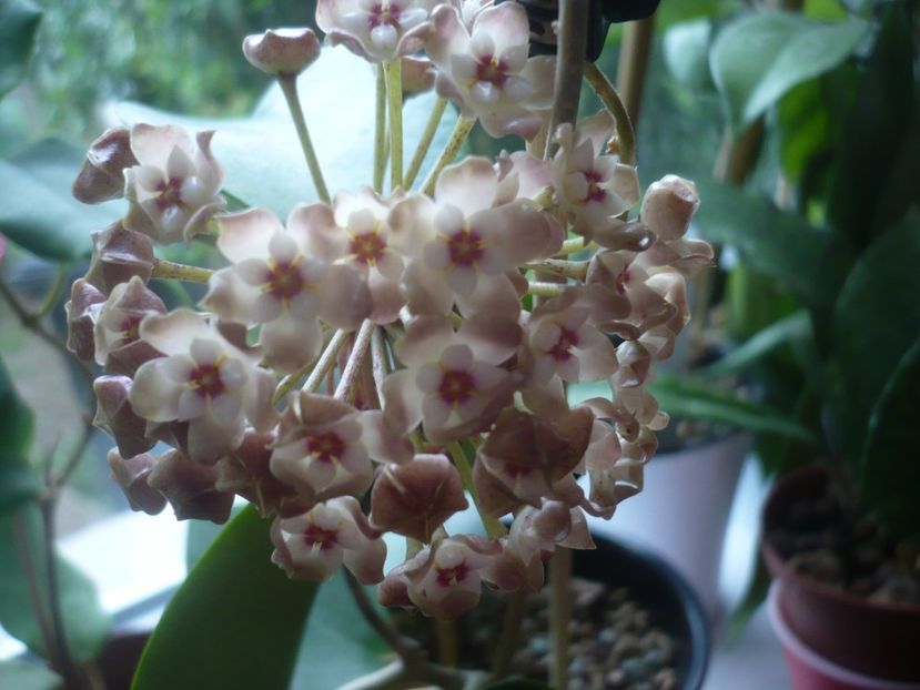 P1410486 - HOYA 2019