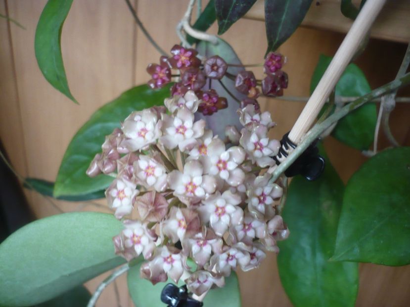 P1410490 - HOYA 2019